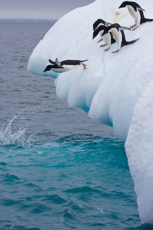 Adélie Penguins Diving Off Iceberg